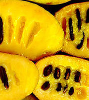 Rare Asimina Triloba fruit tree seeds American Paw paw,   cold hardy custard apple cousin.