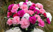 Order Flowers Online Sydney