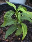 Ibogaine Hcl And Iboga Root Barks For Sale for drug addict