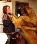 now dog in stor for sale