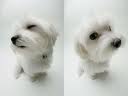 Yorkies babys 8wks/12wks/16wks and adults from 500 and up
